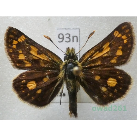 Carterocephalus palaemon (Pallas, 1771) Kosternik palemon Czech93n